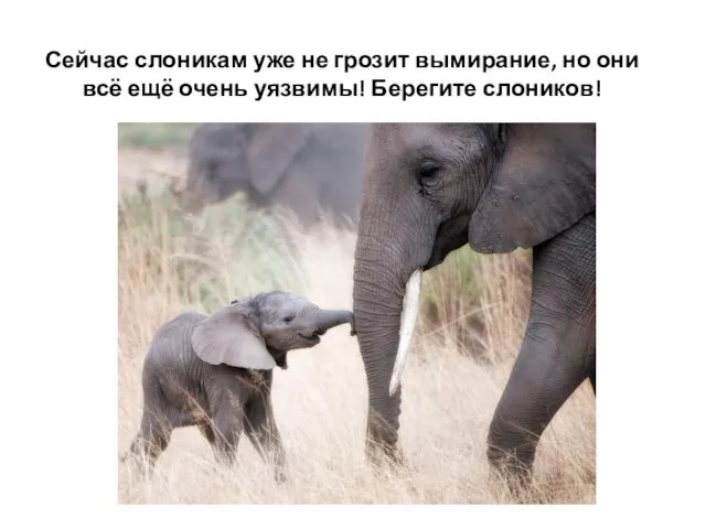 Сейчас слоникам уже не грозит вымирание, но они всё ещё очень уязвимы! Берегите слоников!