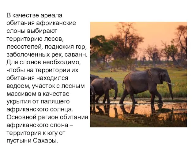 В качестве ареала обитания африканские слоны выбирают территорию лесов, лесостепей, подножия гор,