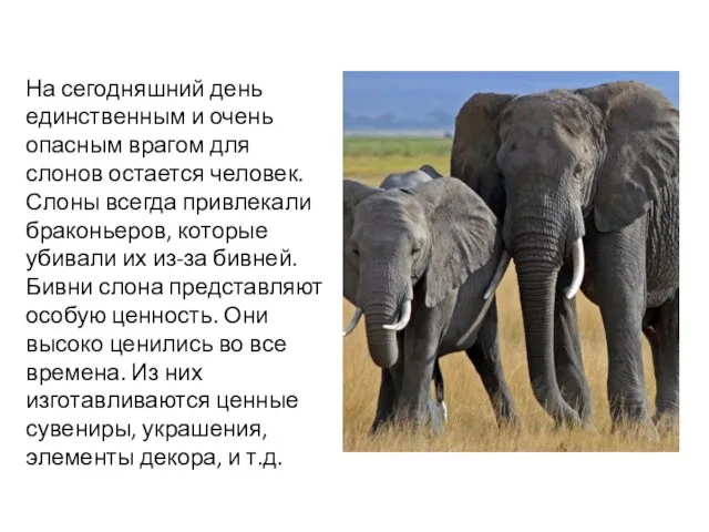 На сегодняшний день единственным и очень опасным врагом для слонов остается человек.