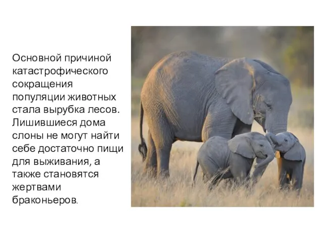 Основной причиной катастрофического сокращения популяции животных стала вырубка лесов. Лишившиеся дома слоны