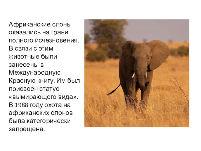 Африканские слоны оказались на грани полного исчезновения. В связи с этим животные