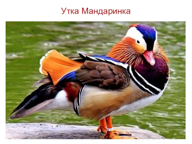 Утка Мандаринка