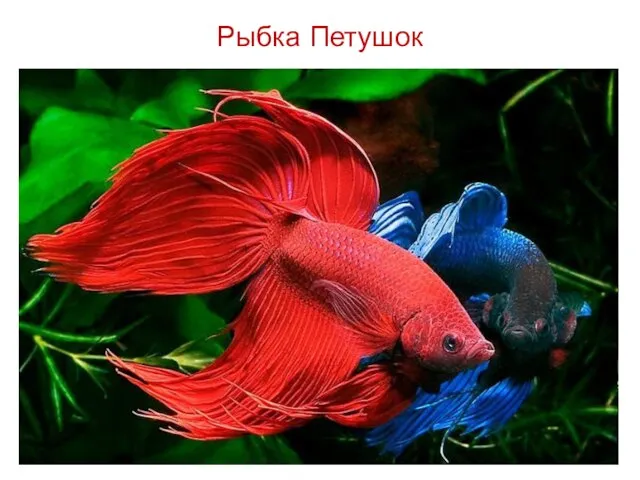 Рыбка Петушок