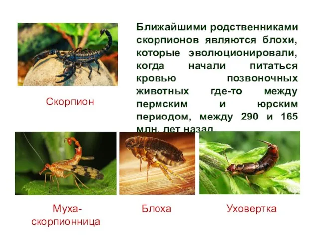 Ближайшими родственниками скорпионов являются блохи, которые эволюционировали, когда начали питаться кровью позвоночных