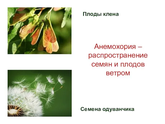 Анемохория – распространение семян и плодов ветром Плоды клена Семена одуванчика