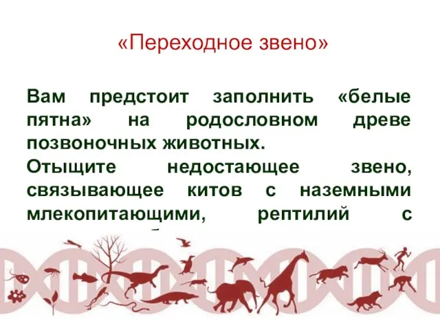 «Переходное звено» Вам предстоит заполнить «белые пятна» на родословном древе позвоночных животных.