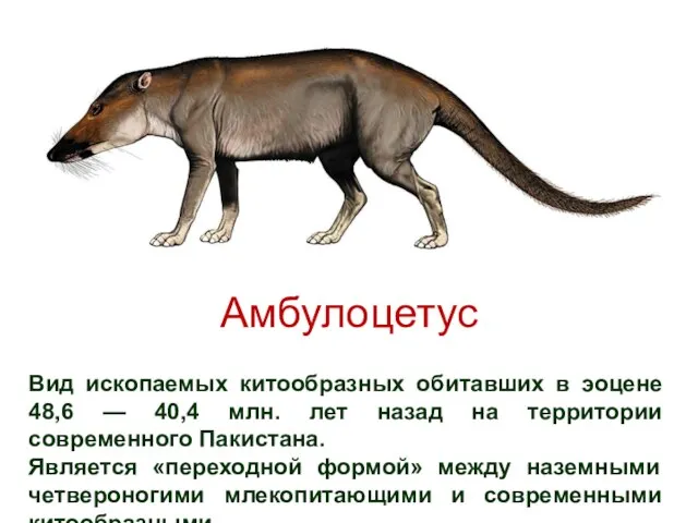 Амбулоцетус Вид ископаемых китообразных обитавших в эоцене 48,6 — 40,4 млн. лет