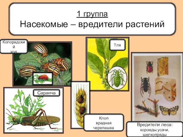 1 группа Насекомые – вредители растений Колорадский жук Саранча Клоп вредная черепашка