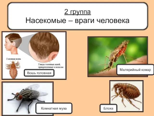 2 группа Насекомые – враги человека Вошь головная Малярийный комар Комнатная муха Блоха