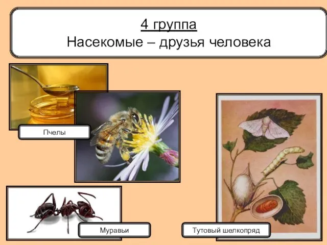 4 группа Насекомые – друзья человека Муравьи Пчелы Тутовый шелкопряд