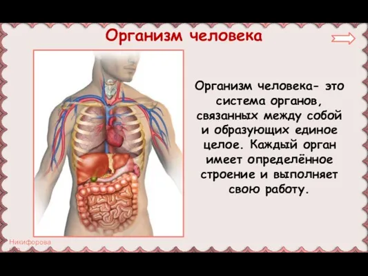 Организм человека- это система органов, связанных между собой и образующих единое целое.