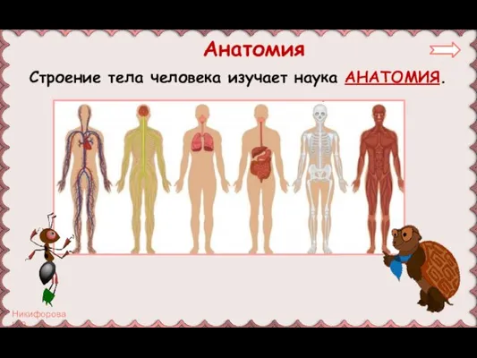 Строение тела человека изучает наука АНАТОМИЯ. Анатомия