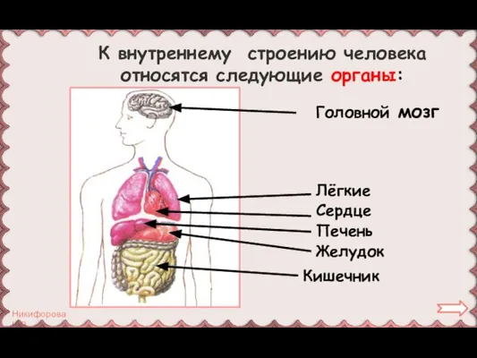 Головной мозг Лёгкие Сердце Печень Желудок Кишечник К внутреннему строению человека относятся следующие органы: