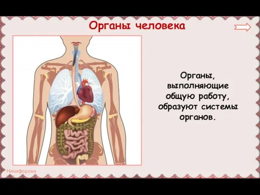 Органы, выполняющие общую работу, образуют системы органов. Органы человека