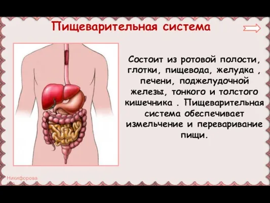 Состоит из ротовой полости, глотки, пищевода, желудка , печени, поджелудочной железы, тонкого