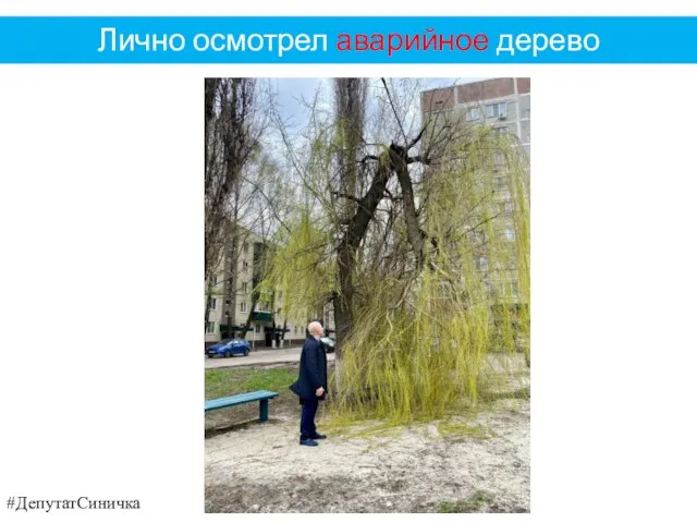#ДепутатСиничка Лично осмотрел аварийное дерево