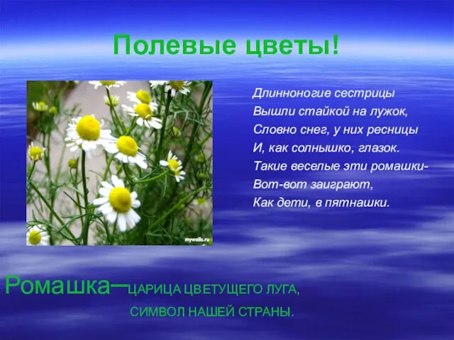 Полевые цветы! Длинноногие сестрицы Вышли стайкой на лужок, Словно снег, у них