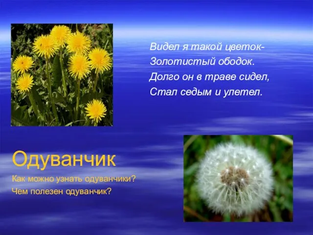 Видел я такой цветок- Золотистый ободок. Долго он в траве сидел, Стал