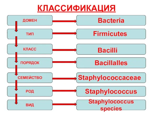 КЛАССИФИКАЦИЯ ДОМЕН ТИП КЛАСС ПОРЯДОК СЕМЕЙСТВО РОД ВИД Bacteria Васillalles Staphylococcus Staphylococcus species Firmicutes Васilli Staphylococcaceae