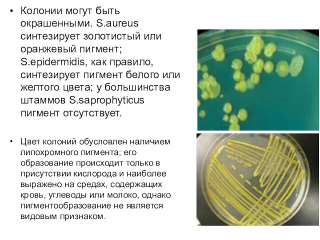 Колонии могут быть окрашенными. S.aureus синтезирует золотистый или оранжевый пигмент; S.epidermidis, как