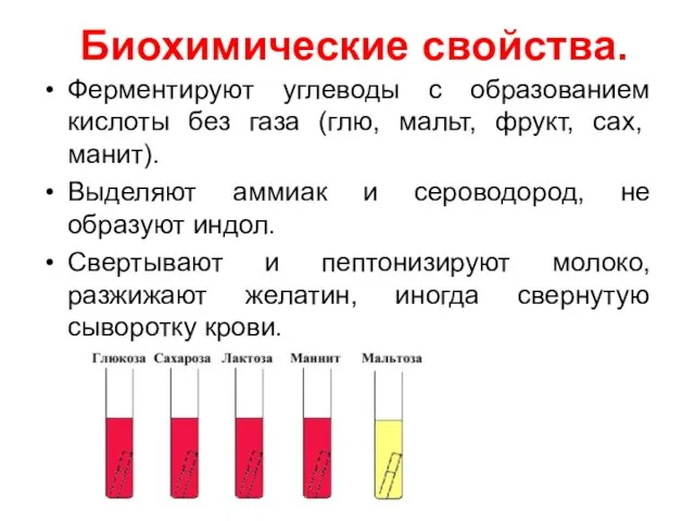 Биохимические свойства. Ферментируют углеводы с образованием кислоты без газа (глю, мальт, фрукт,