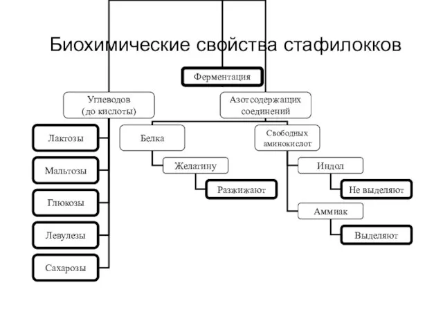 Биохимические свойства стафилокков