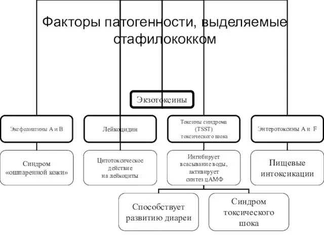 Факторы патогенности, выделяемые стафилококком