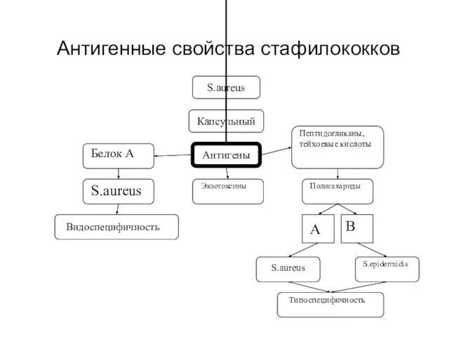 Антигенные свойства стафилококков S.aureus S.epidermidis Экзотоксины Типоспецифичность Белок А S.aureus Видоспецифичность Пептидогликаны,