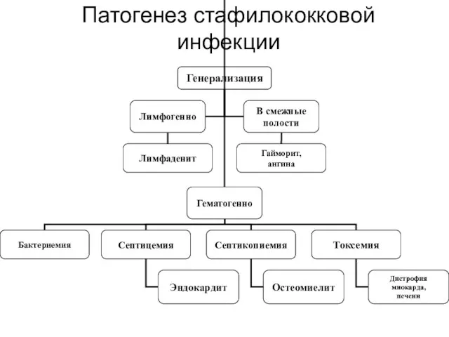 Патогенез стафилококковой инфекции