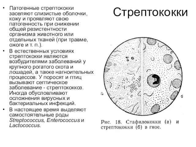 Стрептококки Патогенные стрептококки заселяют слизистые оболочки, кожу и проявляют свою патогенность при