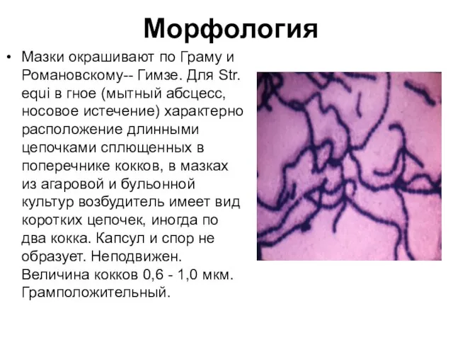 Морфология Мазки окрашивают по Граму и Романовскому-- Гимзе. Для Str. equi в