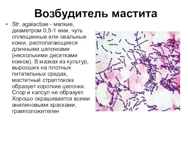 Возбудитель мастита Str. agalactiae - мелкие, диаметром 0,5-1 мкм, чуть сплющенные или