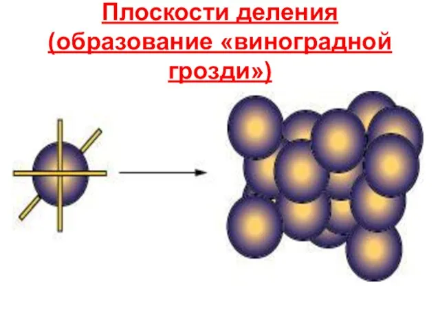 Плоскости деления (образование «виноградной грозди»)