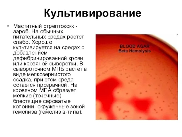 Культивирование Маститный стрептококк - аэроб. На обычных питательных средах растет слабо. Хорошо