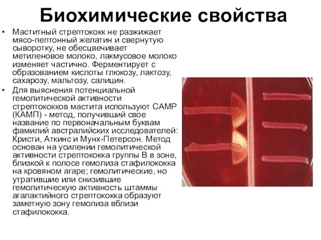 Биохимические свойства Маститный стрептококк не разжижает мясо-пептонный желатин и свернутую сыворотку, не