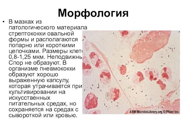 Морфология В мазках из патологического материала стрептококки овальной формы и располагаются попарно