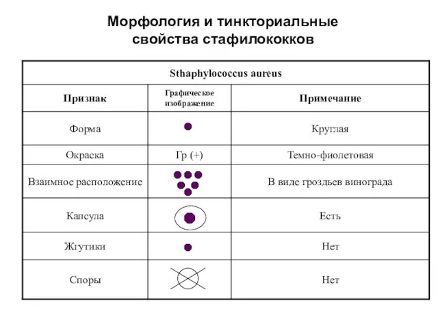 Морфология и тинкториальные свойства стафилококков