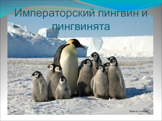 Императорский пингвин и пингвинята