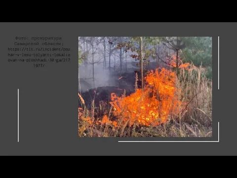 Фото: прокуратура Самарской области; https://tlt.ru/incident/pozhar-v-lesu-tolyatti-lokalizovan-na-ploshhadi-30-ga/2171977/