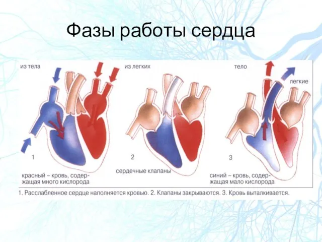 Фазы работы сердца