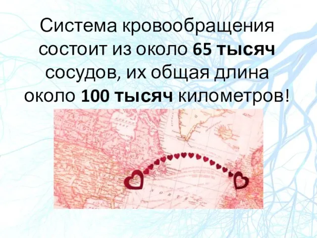 Система кровообращения состоит из около 65 тысяч сосудов, их общая длина около 100 тысяч километров!