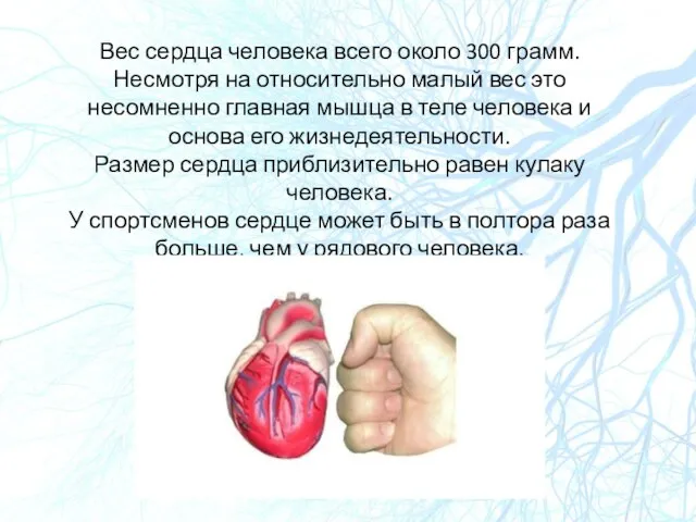 Вес сердца человека всего около 300 грамм. Несмотря на относительно малый вес