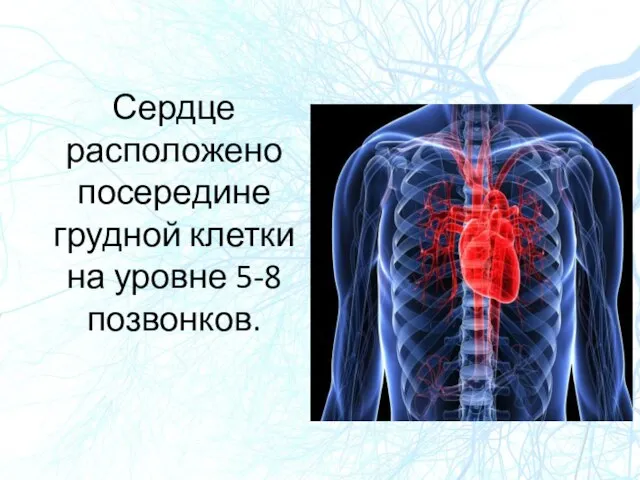 Сердце расположено посередине грудной клетки на уровне 5-8 позвонков.