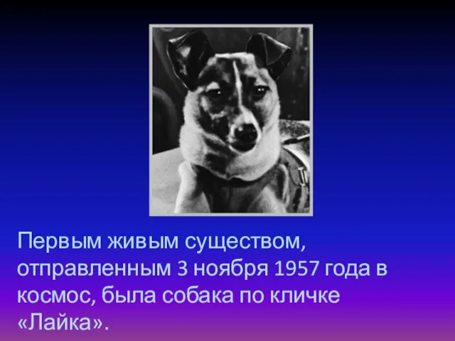 Первым живым существом, отправленным 3 ноября 1957 года в космос, была собака по кличке «Лайка».