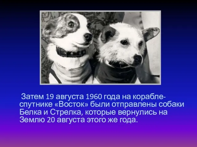 Затем 19 августа 1960 года на корабле-спутнике «Восток» были отправлены собаки Белка