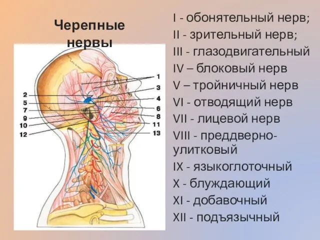 I - обонятельный нерв; II - зрительный нерв; III - глазодвигательный IV