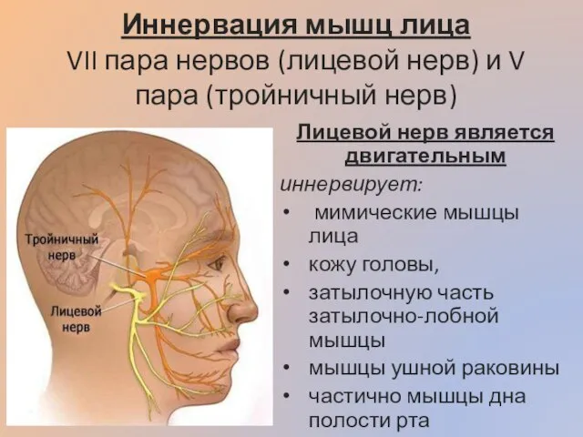 Иннервация мышц лица VII пара нервов (лицевой нерв) и V пара (тройничный