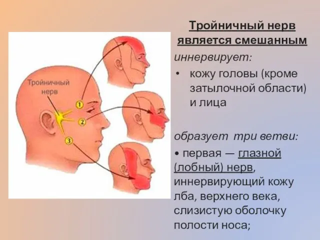 Тройничный нерв является смешанным иннервирует: кожу головы (кроме затылочной области) и лица