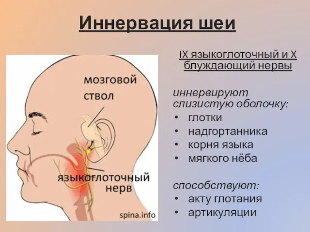Иннервация шеи IX языкоглоточный и X блуждающий нервы иннервируют слизистую оболочку: глотки