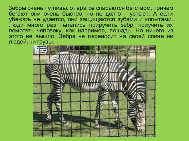 Зебры очень пугливы, от врагов спасаются бегством, причем бегают они очень быстро,